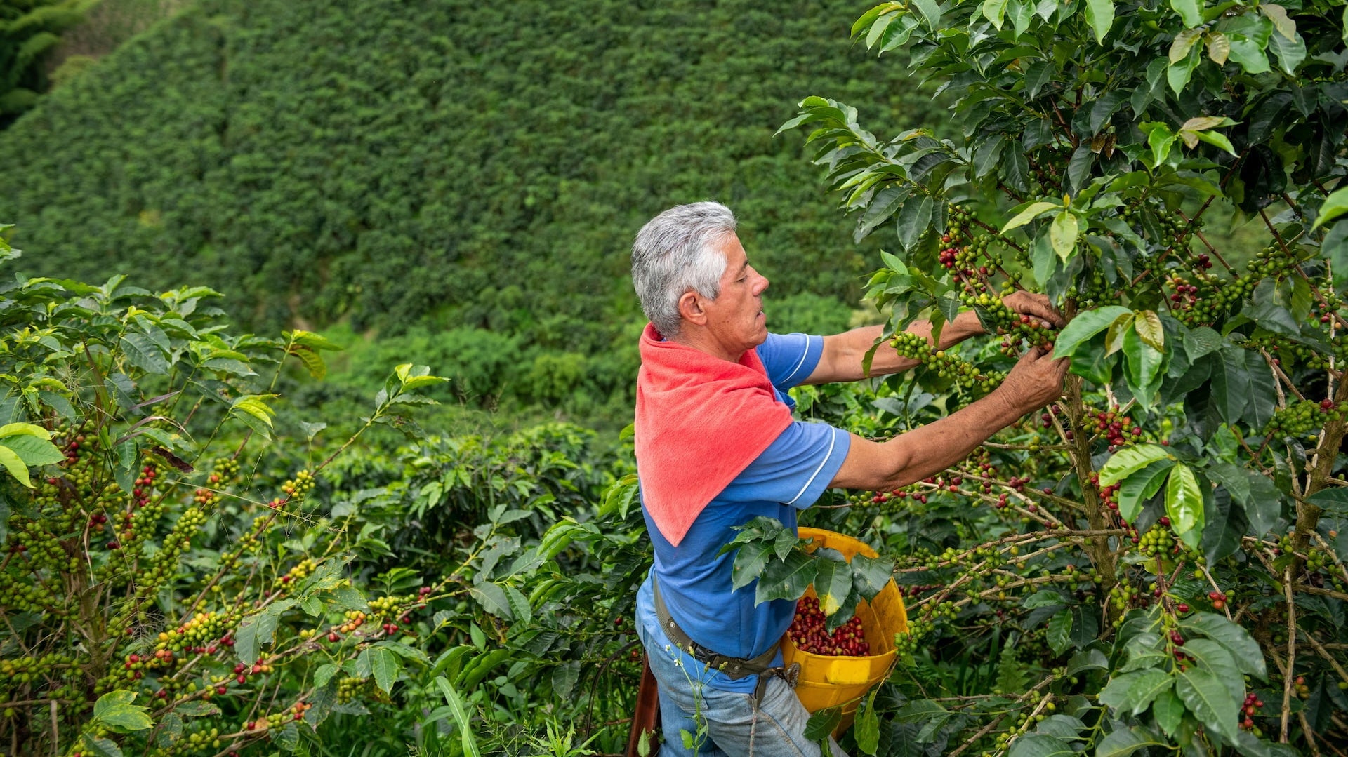 paisa_region_picking_coffee_beans_2525_crop.jpg