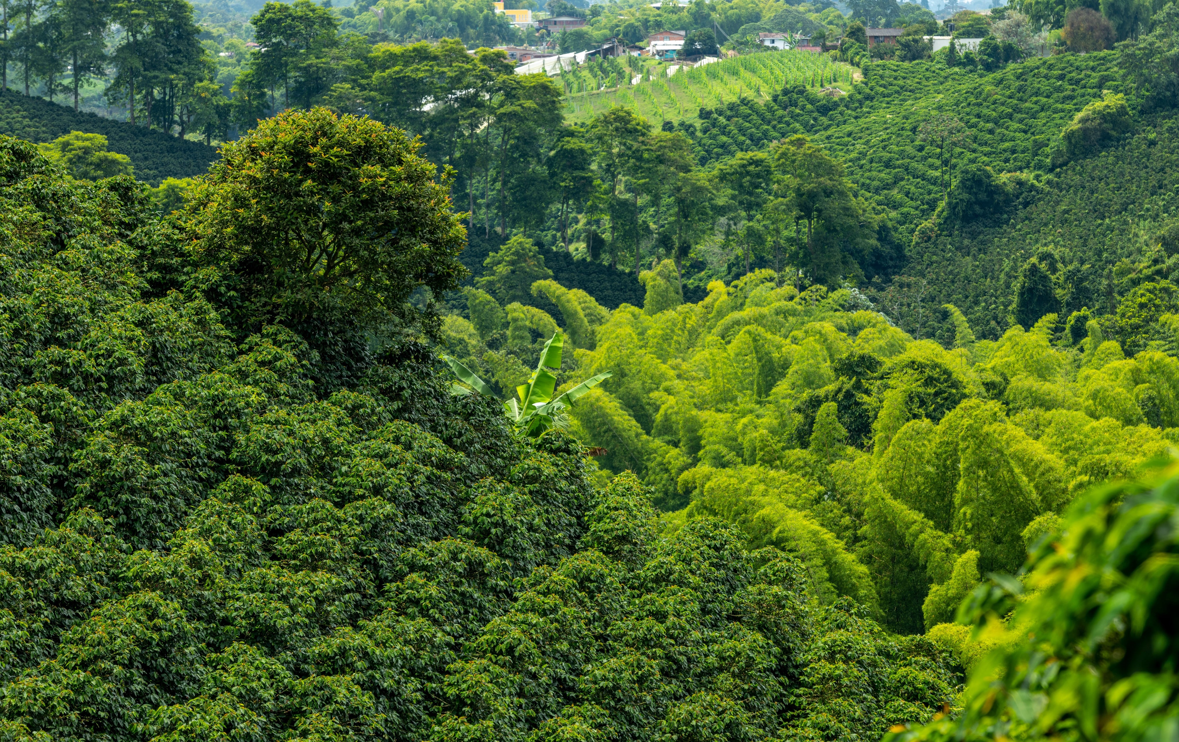 pink-bourbon-specialty-coffee-colombia_231.jpg