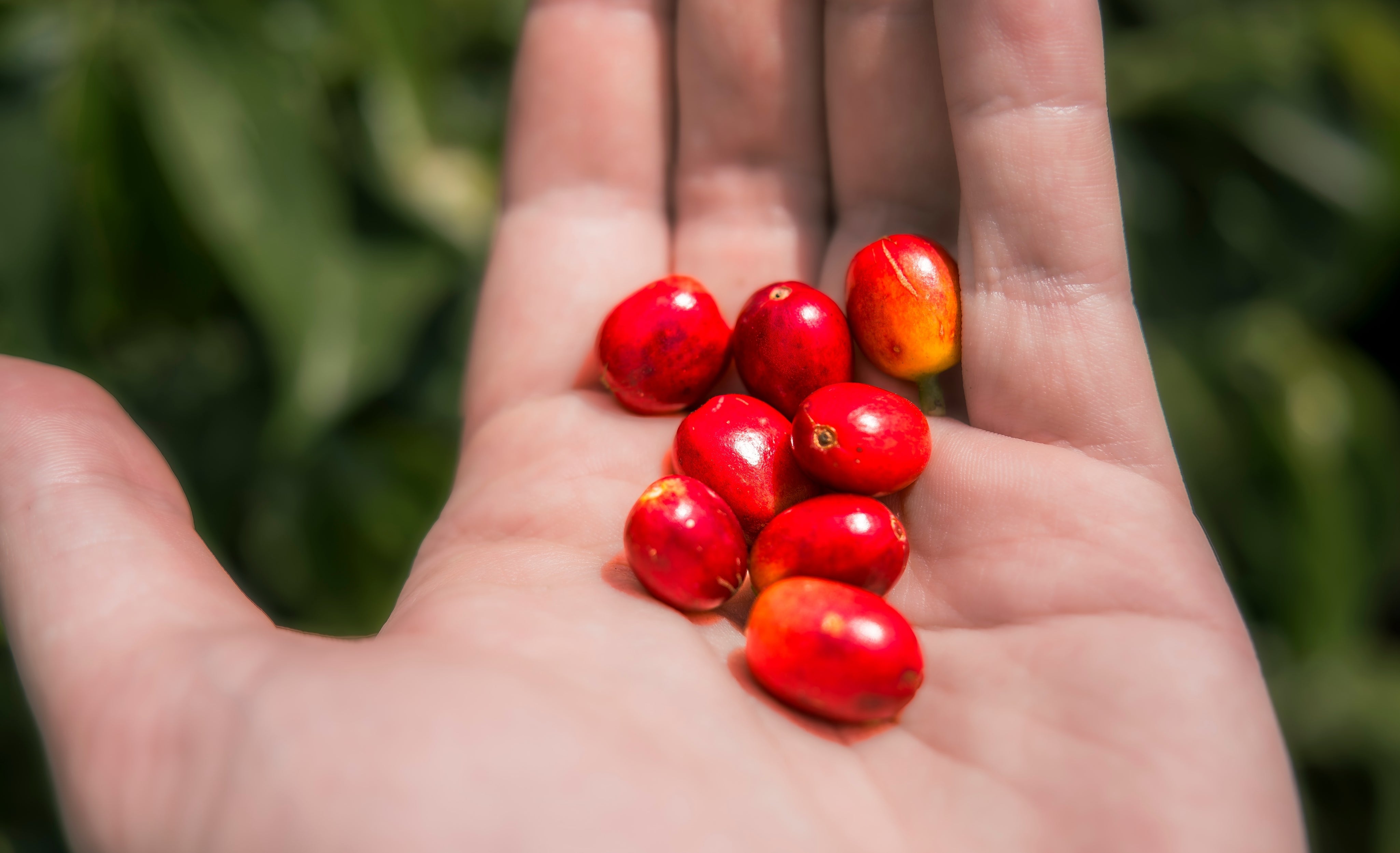 quindio_colombia_pink_bourbon_coffee_beans_7736_crop.jpg